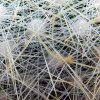 Mammillaria _senilis_ 04